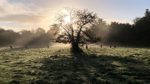 Sunrise on an autumn morning with a tree losing its leaves, and sheep eating grass, silhouetted by the light.